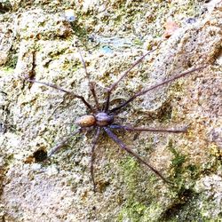 Close-up of spider on rock