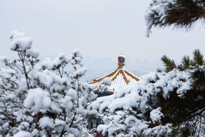 Snow covered plants and trees against sky