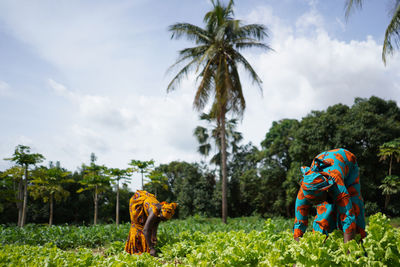 Farmers harvesting vegetables at farm against sky