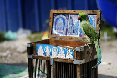 View of blue bird perching on wooden table