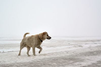 Dog on the beach