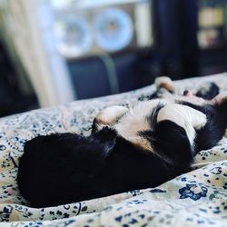 Close-up of dog sleeping on bed at home