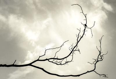 Low angle view of bare tree against sky