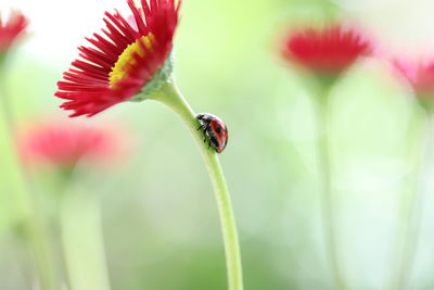 Close-up of insect on flower