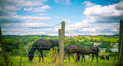 Horses grazing on field against sky