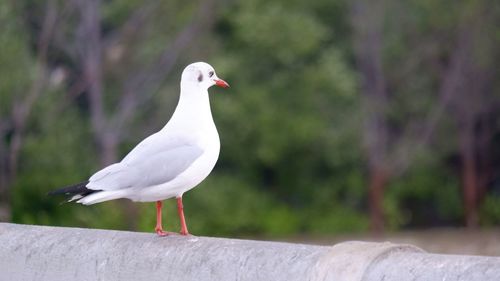 Close-up of seagull perching on retaining wall