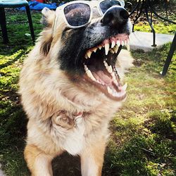 Dog wearing sunglasses