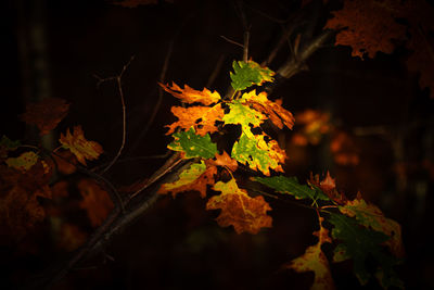 leaf