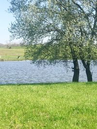 Scenic view of grassy field by lake