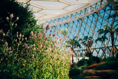 Close-up of plants growing in greenhouse