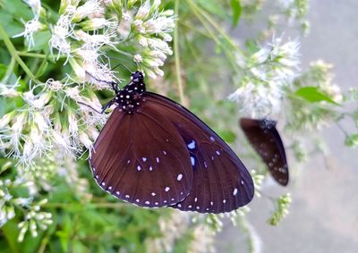 Close-up of butterfly on purple flower