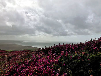 Scenic view of flowering plants on land against sky