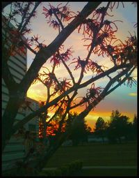 Trees against sky at sunset