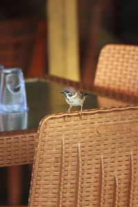 Close-up of a bird on wooden table