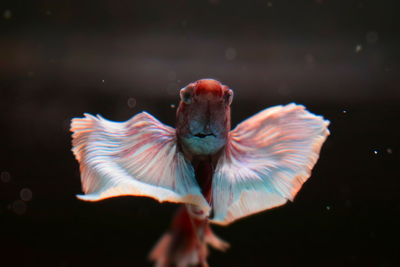 Close-up of duck swimming in water