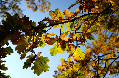 Low angle view of autumnal leaves against clear sky