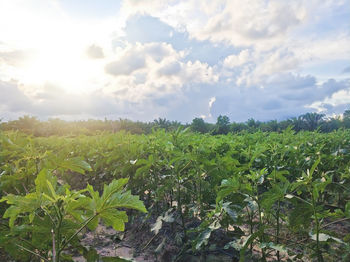 Plants growing on field against sky