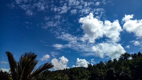 Low angle view of trees against sky