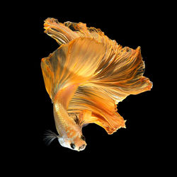 Close-up of fish swimming in sea