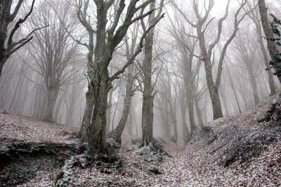 Trees in forest during winter