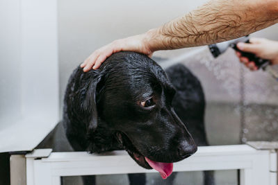 Black dog with hand