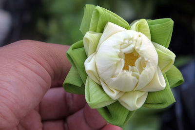 Close-up of hand holding flower outdoors