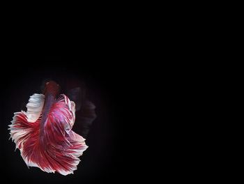 Close-up of jellyfish against black background