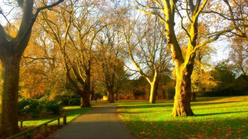 Footpath passing through forest