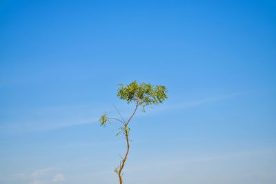 Close-up of plant against clear blue sky