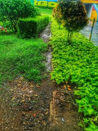 Plants growing on field