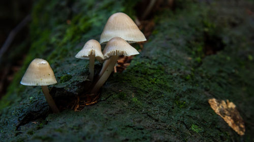 Close-up of mushroom growing on field