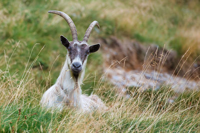 animal