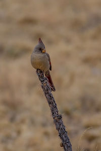 Close-up of bird perching on twig