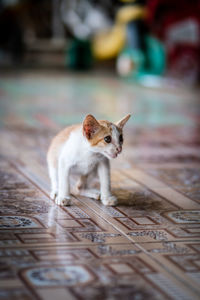 Cat sitting on floor