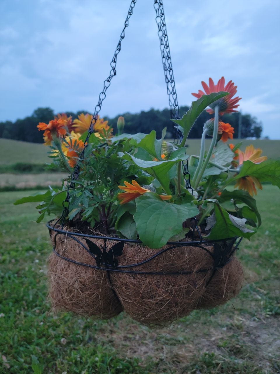 CLOSE-UP OF POTTED PLANTS ON FIELD