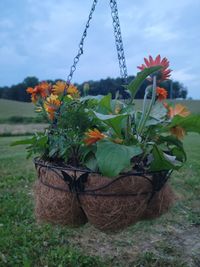 Close-up of potted plants on field against sky