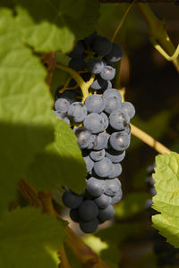 Close-up of grapes growing in vineyard