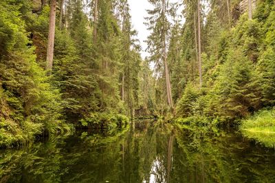 Pine trees by lake in forest