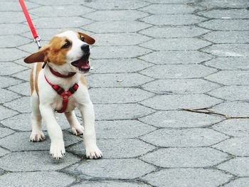 Dog standing on footpath