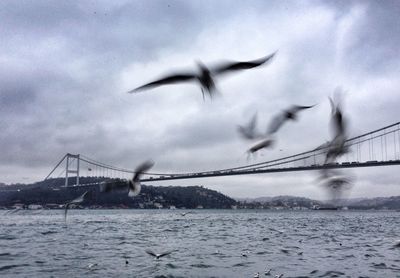 Birds flying over water