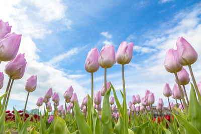 Close-up of pink tulips on field against sky