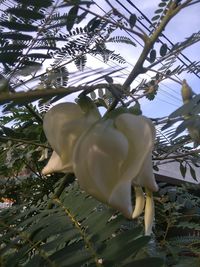 Low angle view of white flowering plant