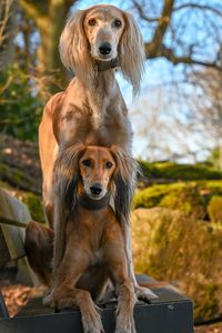 Portrait of dogs on bench