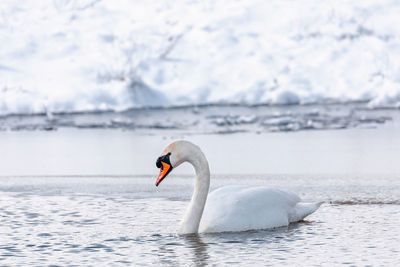 Swan floating on sea