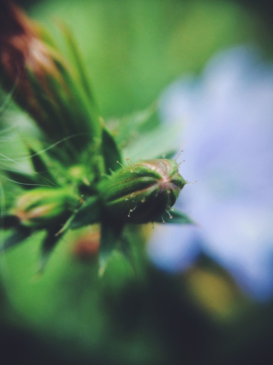 growth, focus on foreground, close-up, plant, flower, fragility, selective focus, freshness, nature, green color, stem, beauty in nature, leaf, bud, new life, beginnings, day, outdoors, botany, no people