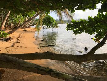 Close-up of tree against sea