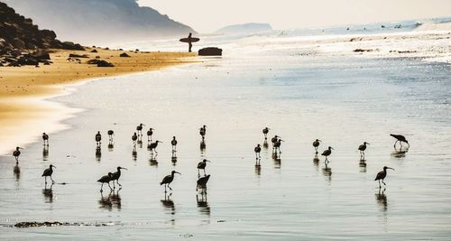 Flock of birds on beach