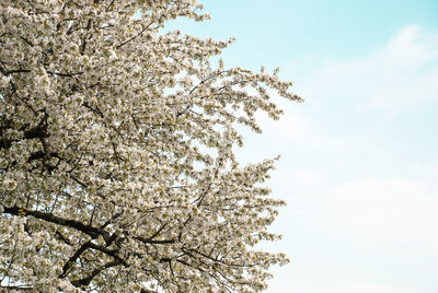 Low angle view of cherry blossom against sky