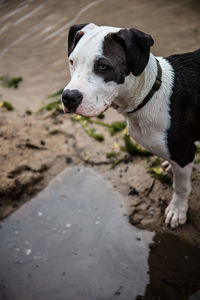 Dog standing on beach