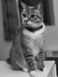 Close-up of a cat looking away at home